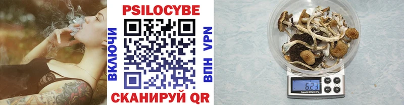 купить наркотик  Гатчина  Галлюциногенные грибы Psilocybe 